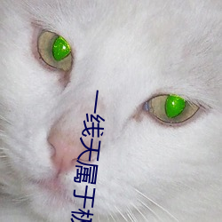 一线天(天)属(屬)于(于)极品(品)吗