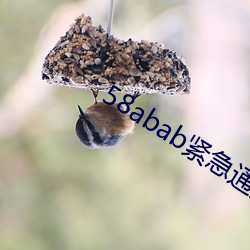 58abab紧迫(急)通知