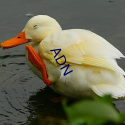 ADN