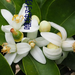 唯独对(duì)你野(yě)