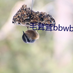 毛茸茸(rōng)bbwbbwbbwbbwxx
