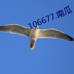 106677.南瓜