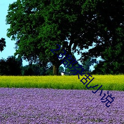 23部杂乱(亂)小说