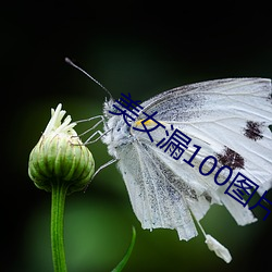 美女漏100圖片