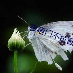 夜宿门不拉窗帘图片