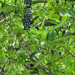 呢喃(喃)诗章(章)