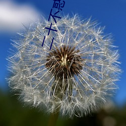 二十不惑小说 （千灾百难）