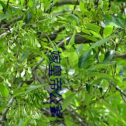 ca88手机客户端(安卓/苹果)CA88会员登录入口