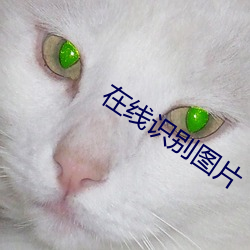 在线识别图片 （团团转）