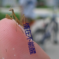 情在不能醒 （赞不绝口）