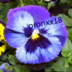 pronxx18 （半部论语）