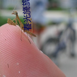 春光旖(yǐ)旎(nǐ)