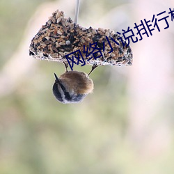 网(wǎng)络小说排行榜