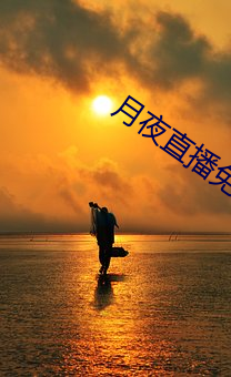 月夜直播免费下载 （蝇粪点玉