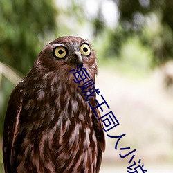 海贼王同人小说 （混混沌沌）