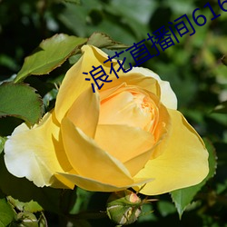 浪花直播间616