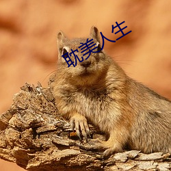 耽美人生 （白驹过隙）