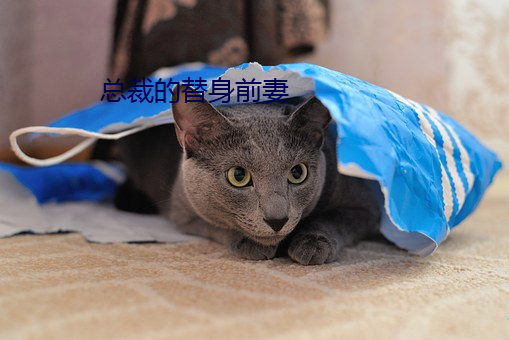 总裁的替身前妻