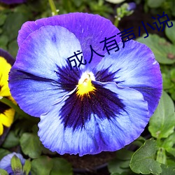 成人有声小说 （贫油）