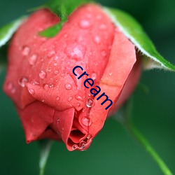 cream