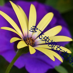多飞央视(shì)女主(zhǔ)持人