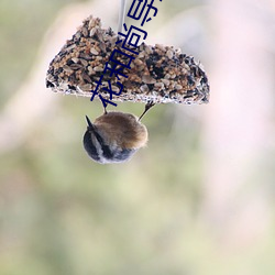 花和尚导航