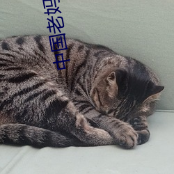 中国老妈高清