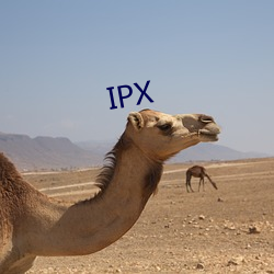 IPX