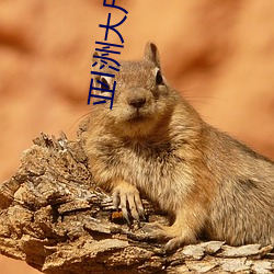 亚l洲(洲)大(大)尺(尺)码(碼)专在线(線)