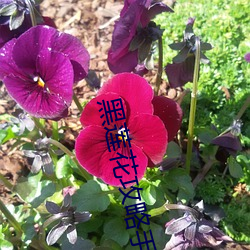 黑莲(lián)花(huā)攻略(lüè)手册免(miǎn)费(fèi)漫画(huà)