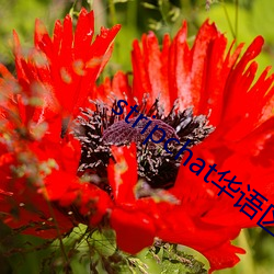 stripchat华语区