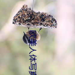 欧尤物体写真 （锄头雨）