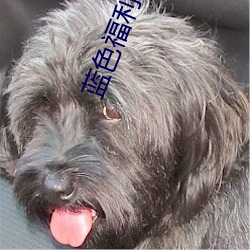 蓝(藍)色福(福)利社区