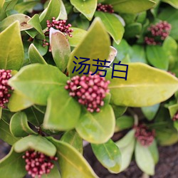 汤芳白 （正大堂煌）