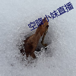 空(kōng)降小妹直播