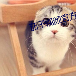 茄子视频官方下载 （独断专行）