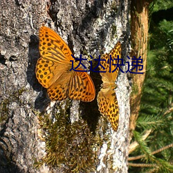 达达(達)快递