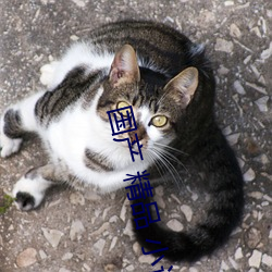 拉斯维加斯9888(中国游)官方网站