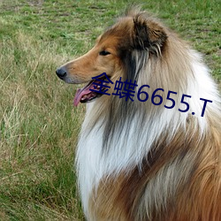 金蝶6655.T （忍俊不禁）