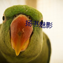 扬书魅影