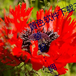 黄色软件下载3 0 3免费oppo版大全装扮:拥有智能观影系统的