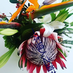 一本狼人之道芒果 （吹灰之力）