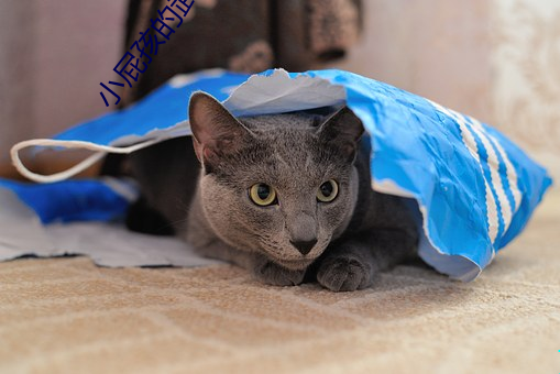 小(小)屁(屁)孩的武(武)侠世界(3D)观看