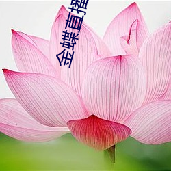 金蝶直播入口