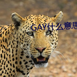 GAYʲô()()˼