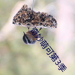 奇妙萌可第3季 （齐驱并骤）