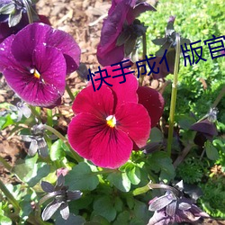 鸿运国际·(中国)会员登录入口