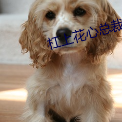 杠上花心總裁