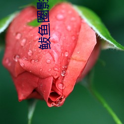 鲅(bà)鱼圈影(yǐng)院