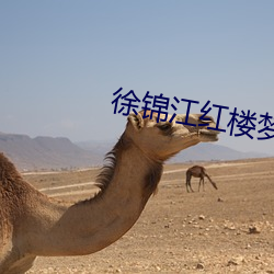 徐锦江红楼梦